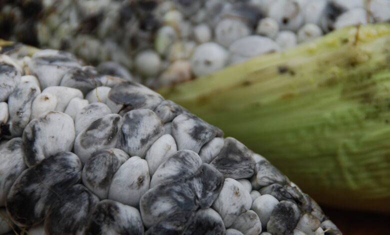 Unveiling the Intriguing World of Huitlacoche